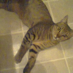 Meet your Posher, Forero